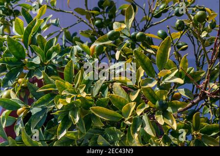 Fruit immature aux agrumes japonica ou fortunella sur un arbre par beau temps. Mise au point sélective Banque D'Images