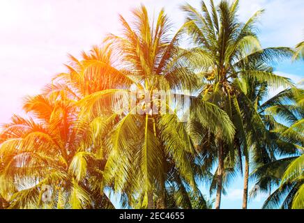 Lumière orange sur les palmiers à coco. Paysage tropical avec palmiers. Couronne de palmier sur ciel bleu. Photo aux tons rétro de l'île tropicale ensoleillée. Soleil sur la paume Banque D'Images