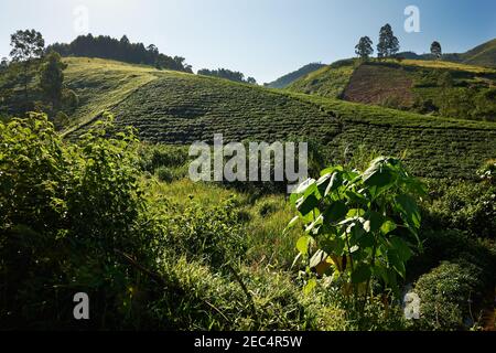 Paysage de collines avec des plantations de thé, Ouganda, Afrique Banque D'Images