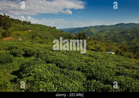 Paysage de collines avec des plantations de thé, Ouganda, Afrique Banque D'Images