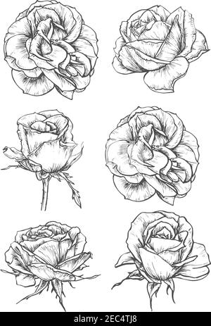 Roses fleuries de fleur luxueuse et bourgeons serrés avec tige épineuse et feuille sculptée. Carte de vœux, imprimé t-shirt ou motif tatouage Illustration de Vecteur