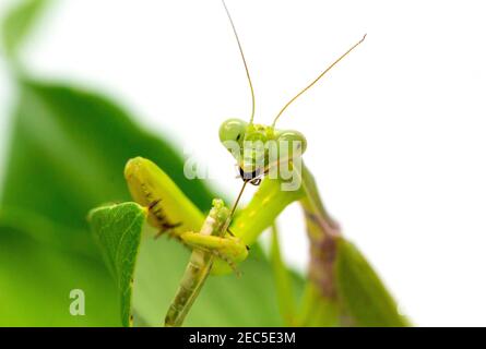 La mante verte attrape et mange des insectes. Mantis sur feuille verte sur fond blanc. Chasse à la mante verte. Apaisant ou mantis manger un insecte. Insecte carnivore. Mant Banque D'Images