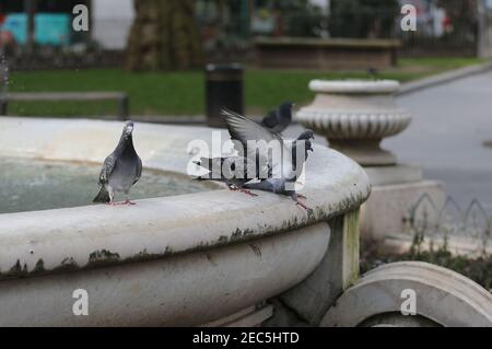 Londres, Angleterre, Royaume-Uni. 13 février 2021. Les pigeons sont vus en train d'essayer de se tenir sur le bord gelé de la fontaine autour de la statue de William Shakespeare à Leicester Square, Londres, où l'impact de la tempête Darcy maintient la température sous zéro. Credit: Tayfun Salci/ZUMA Wire/Alay Live News Banque D'Images