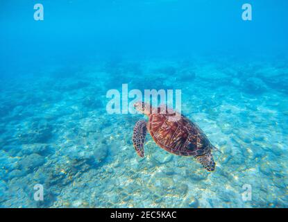 Tortue marine dans l'eau. Photo sous l'eau de tortue vert olive. Animal de mer dans le récif de corail. Écosystème de récifs coralliens avec plantes et animaux. Île tropicale Banque D'Images