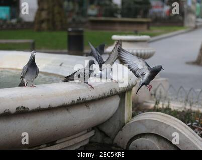 Londres, Angleterre, Royaume-Uni. 13 février 2021. Les pigeons sont vus en train d'essayer de se tenir sur le bord gelé de la fontaine autour de la statue de William Shakespeare à Leicester Square, Londres, où l'impact de la tempête Darcy maintient la température sous zéro. Credit: Tayfun Salci/ZUMA Wire/Alay Live News Banque D'Images