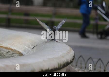 Londres, Angleterre, Royaume-Uni. 13 février 2021. Un pigeon est vu en train d'essayer de se tenir sur le bord gelé de la fontaine autour de la statue de William Shakespeare à Leicester Square, Londres, où l'impact de la tempête Darcy maintient la température sous zéro. Credit: Tayfun Salci/ZUMA Wire/Alay Live News Banque D'Images