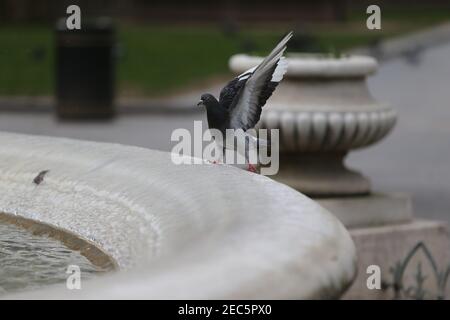 Londres, Angleterre, Royaume-Uni. 13 février 2021. Un pigeon est vu en train d'essayer de se tenir sur le bord gelé de la fontaine autour de la statue de William Shakespeare à Leicester Square, Londres, où l'impact de la tempête Darcy maintient la température sous zéro. Credit: Tayfun Salci/ZUMA Wire/Alay Live News Banque D'Images