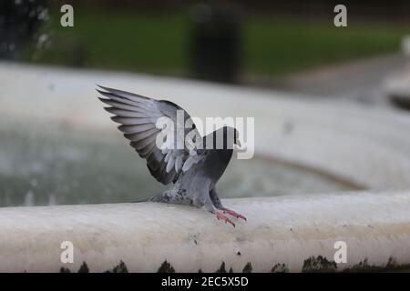 Londres, Angleterre, Royaume-Uni. 13 février 2021. Un pigeon est vu en train d'essayer de se tenir sur le bord gelé de la fontaine autour de la statue de William Shakespeare à Leicester Square, Londres, où l'impact de la tempête Darcy maintient la température sous zéro. Credit: Tayfun Salci/ZUMA Wire/Alay Live News Banque D'Images