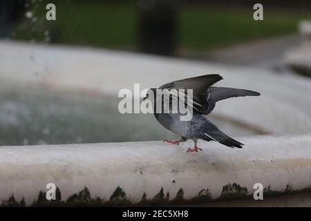 Londres, Angleterre, Royaume-Uni. 13 février 2021. Un pigeon est vu en train d'essayer de se tenir sur le bord gelé de la fontaine autour de la statue de William Shakespeare à Leicester Square, Londres, où l'impact de la tempête Darcy maintient la température sous zéro. Credit: Tayfun Salci/ZUMA Wire/Alay Live News Banque D'Images