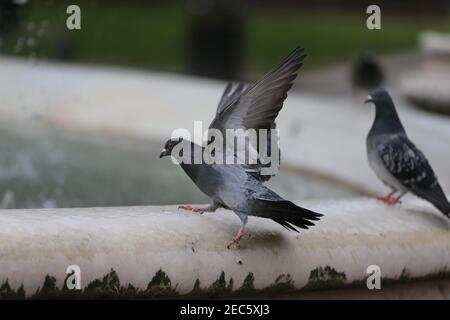 Londres, Angleterre, Royaume-Uni. 13 février 2021. Un pigeon est vu en train d'essayer de se tenir sur le bord gelé de la fontaine autour de la statue de William Shakespeare à Leicester Square, Londres, où l'impact de la tempête Darcy maintient la température sous zéro. Credit: Tayfun Salci/ZUMA Wire/Alay Live News Banque D'Images