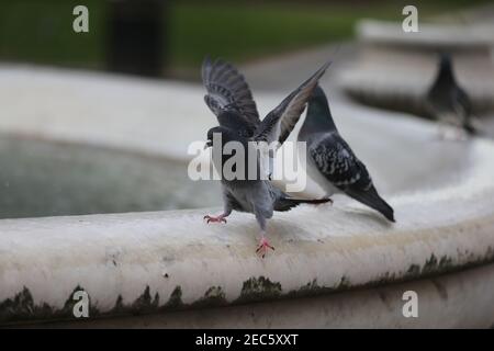 Londres, Angleterre, Royaume-Uni. 13 février 2021. Les pigeons sont vus en train d'essayer de se tenir sur le bord gelé de la fontaine autour de la statue de William Shakespeare à Leicester Square, Londres, où l'impact de la tempête Darcy maintient la température sous zéro. Credit: Tayfun Salci/ZUMA Wire/Alay Live News Banque D'Images