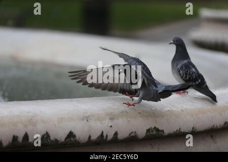 Londres, Angleterre, Royaume-Uni. 13 février 2021. Les pigeons sont vus en train d'essayer de se tenir sur le bord gelé de la fontaine autour de la statue de William Shakespeare à Leicester Square, Londres, où l'impact de la tempête Darcy maintient la température sous zéro. Credit: Tayfun Salci/ZUMA Wire/Alay Live News Banque D'Images