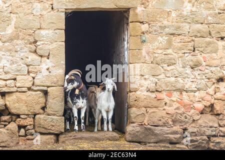 Les chèvres adorables, adultes et jeunes, donnent sur les portes de la grange. La vie rurale à la ferme. Concept d'écotourisme. Ferme espagnole locale, Catalogne, Espagne. Banque D'Images