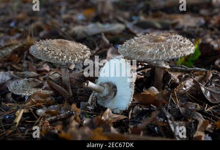 Gros plan sur les champignons parasol / Macrolepiota procera en automne sur le plancher boisé de l'arboretum Westonbirt, Gloucestershire, Angleterre, Royaume-Uni. Banque D'Images