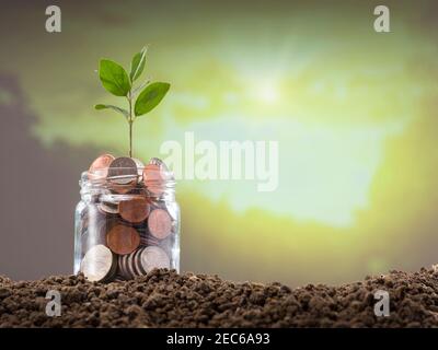 Pièces de monnaie et jeune plante dans la ruche de verre. Concept de croissance et d'épargne Banque D'Images