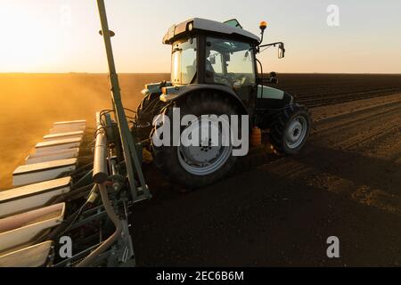 Agriculteur avec ensemencement de tracteur - semis de récoltes dans un champ agricole. Plantes, blé. Banque D'Images
