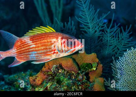 Pêche à la palangre nageant près du récif dans les eaux de Little Cayman. Banque D'Images