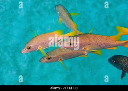 Vue de dessus d'un groupe de poissons de maître d'école Banque D'Images