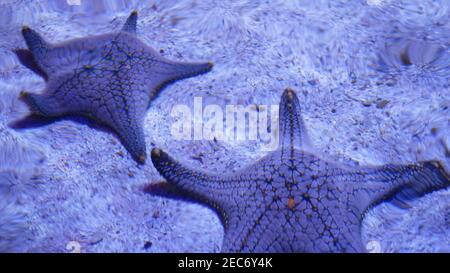 Étoile de mer exotique sur le fond de l'aquarium. Gros plan deux poissons-étoiles de mer étonnants se trouvant sur fond sablonneux dans l'eau propre de l'aquarium Banque D'Images