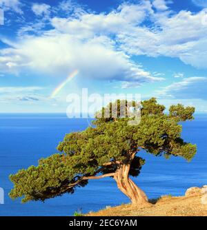 En arc-en-ciel nuageux au-dessus de l'été bleu arbre Juniper sur la roche et la mer ('Novyj Svit' réserver, Crimea, Ukraine). Banque D'Images