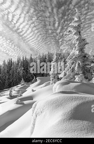 Niveaux de gris. Matin hiver calme paysage de montagne avec de beaux sapins sur la pente (Carpathian Mountains, Ukraine). Banque D'Images