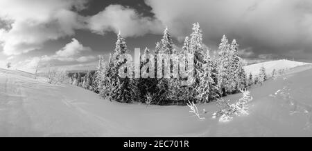 Niveaux de gris. Hiver calme paysage de montagne avec de beaux arbres givrant et des dérives sur la pente (Carpates montagnes, Ukraine). Panor haute résolution Banque D'Images