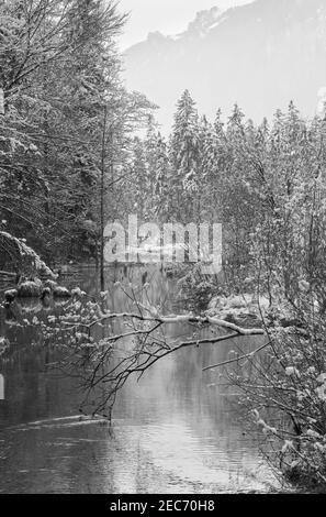 Niveaux de gris. Petit ruisseau d'hiver avec arbres enneigés sur la rive. Banque D'Images