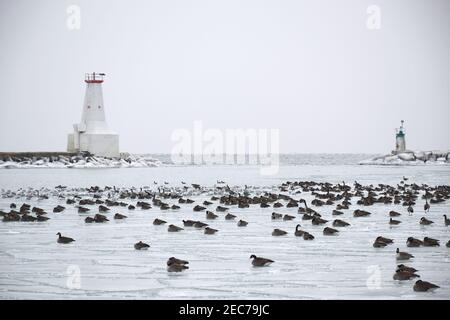 geeses et seaguls se reposant sur la glace pendant le froid Banque D'Images