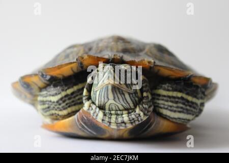 Grande tortue sur fond blanc.gros plan. Mise au point douce Banque D'Images