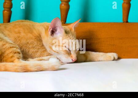 Red Cat dort sur le lit. Chat orange se reposant après le déjeuner. Chat de couleur gingembre dans la chambre. Animal domestique adopté. Un animal de compagnie charmant rêvant dans un pays rustique Banque D'Images