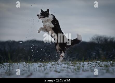 Active Border Collie saute pour attraper une neige pendant la Journée nuageuse d'hiver. Chien de saut dans la nature enneigée. Banque D'Images