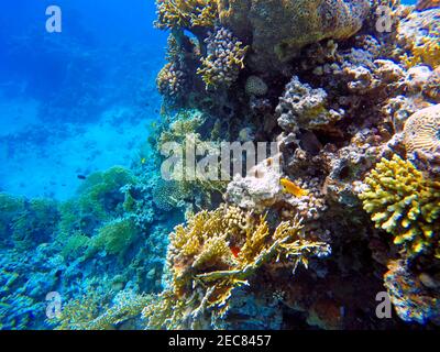 Coraux vus faisant du ronflement dans les eaux du golfe d'Aqaba en Jordanie. Aqaba a une excellente plongée avec des récifs colorés. Aqaba, Mer Rouge, Jordanie. Banque D'Images