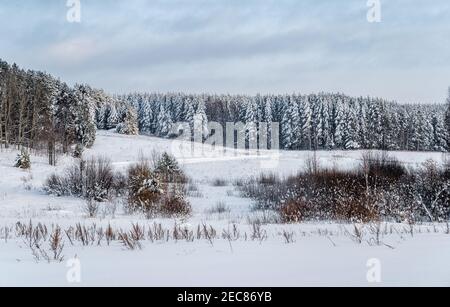 Paysage nord d'hiver, forêt après la neige, belle nature Banque D'Images