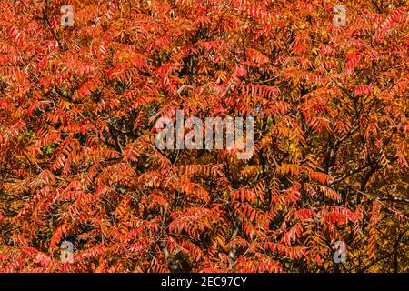 Le staghorn Sumac est un petit arbre que l'on trouve dans les régions ouvertes et perturbées du nord-est des États-Unis et du sud-est du Canada. En automne, il affiche brillant Banque D'Images