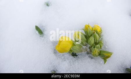 Primevre jaune, Primula vulgaris, floraison dans la neige en hiver. Banque D'Images