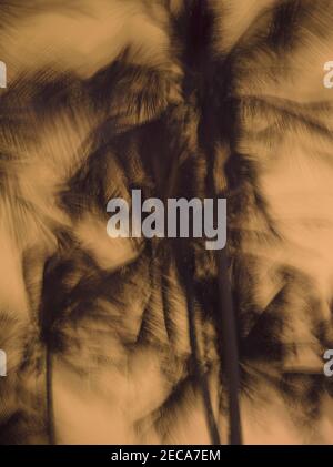 palmiers soufflant dans une tempête Banque D'Images