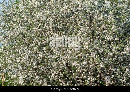 Gros plan d'un pommier en pleine floraison Banque D'Images