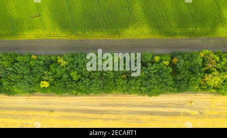 Rouleaux de foin sur le champ après la récolte et champs de maïs vert. Grand champ de lactosérum avec haystacks cylindriques en été. Banque D'Images