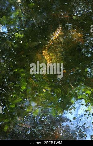 Cottonmouth (mocassin d'eau) dans un ruisseau en Virginie, Etats-Unis Banque D'Images