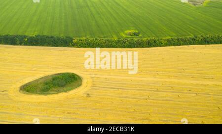 Rouleaux de foin sur le champ après la récolte et champs de maïs vert. Grand champ de lactosérum avec haystacks cylindriques en été. Banque D'Images