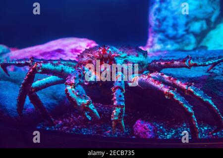 Homard de crabe géant dans un bleu rouge néon sous l'eau dans l'aquarium. Mer océan faune marine avec des griffes rampant sur le sol dans l'eau. Sous l'eau Banque D'Images