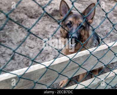 Le portrait d'un chien berger se trouve dans un chenil. Flou abstrait nature fond d'écran concept. Banque D'Images