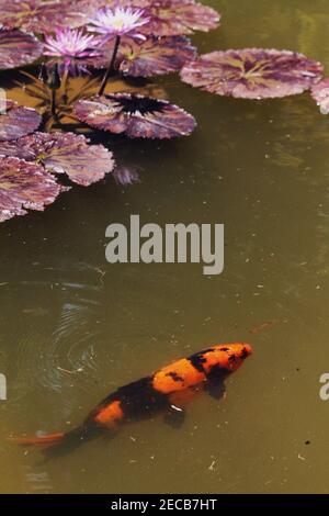 Koi de poissons dans un étang Banque D'Images