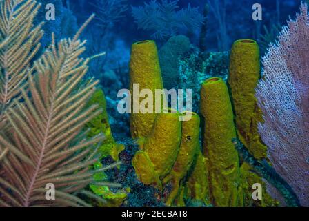 Éponges tubulaires jaunes colorées dans la mer des caraïbes Banque D'Images