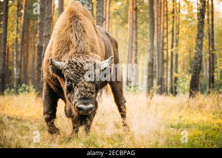 Bélarus. Bison européenne ou Bison bonasus, également connu sous le nom de Wisent ou Bison bois européenne dans la forêt d'automne. Réserve de biosphère de Berezinsky. Banque D'Images