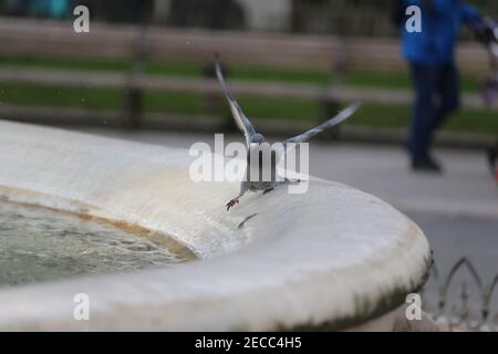 Londres, Angleterre, Royaume-Uni. 13 février 2021. Un pigeon est vu en train d'essayer de se tenir sur le bord gelé de la fontaine autour de la statue de William Shakespeare à Leicester Square, Londres, où l'impact de la tempête Darcy maintient la température sous zéro. Credit: Tayfun Salci/ZUMA Wire/Alay Live News Banque D'Images