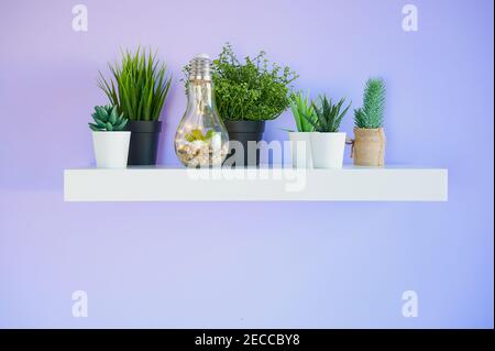 étagère pour livres blancs avec pots à plantes devant un mur violet avec espace de copie Banque D'Images