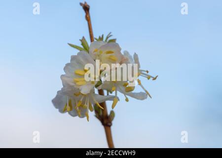 Macro shot of purpus honeysuckle (lonicera x purpusii) flowers Banque D'Images