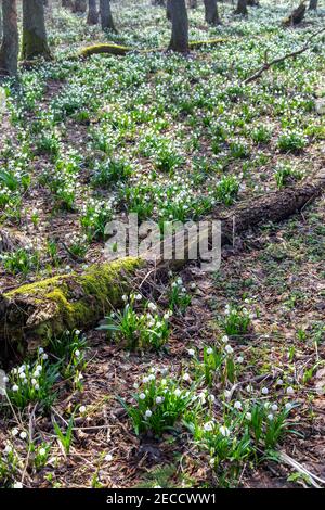 La forêt au début du printemps avec le printemps, Flocon, Vysocina République Tchèque Banque D'Images