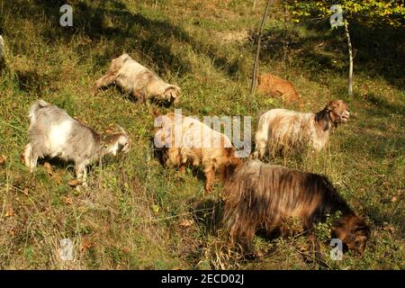 Chèvres paître sur une colline en Roumanie Banque D'Images